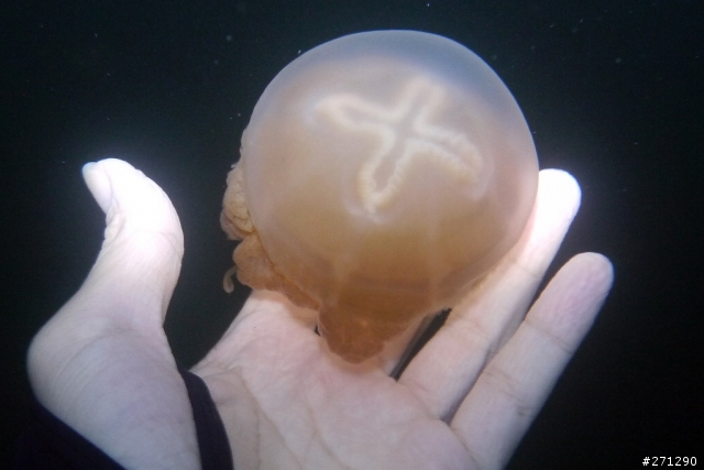 [分享]I left my heart in Palau