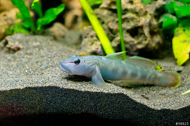 請問這是什麼蝦及蝦虎?