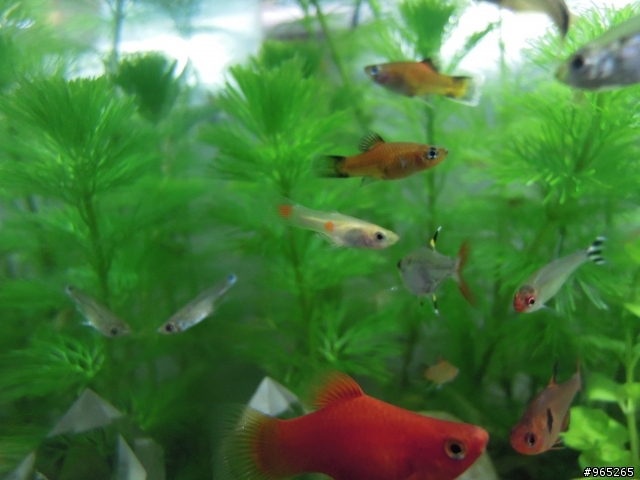 金黃色的白子大肚魚野生孔雀魚???