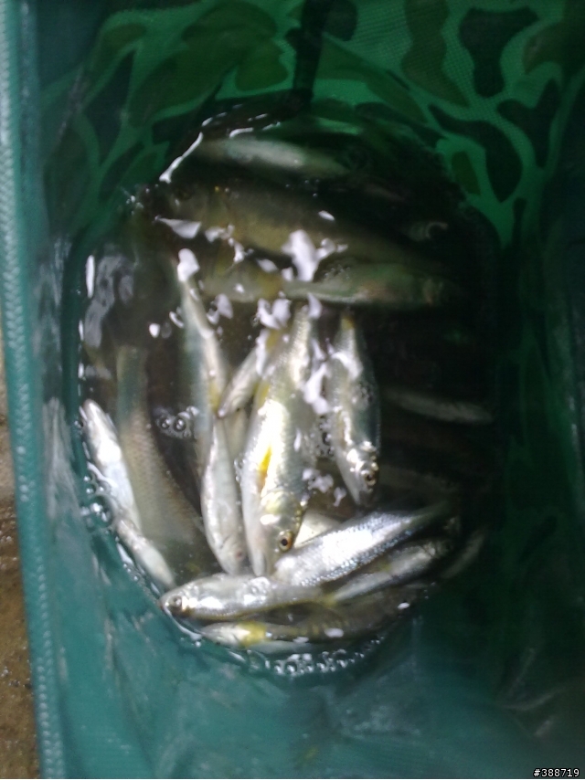 新手釣遊三