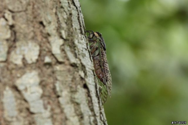 [開箱]非專業之Tamron SP AF 180mm F3.5 Di LD Macro開箱記