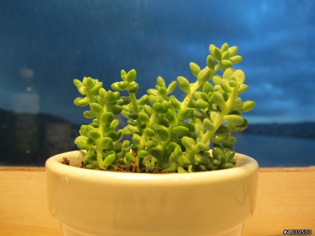 請問這是何種多肉植物呢？(第一次買忘記問老闆)