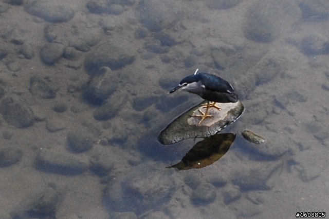 這是什麼鳥