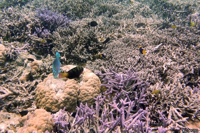 [分享]I left my heart in Palau