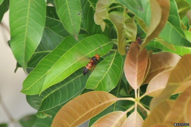 請教各位大大，這是虎頭蜂嗎??
