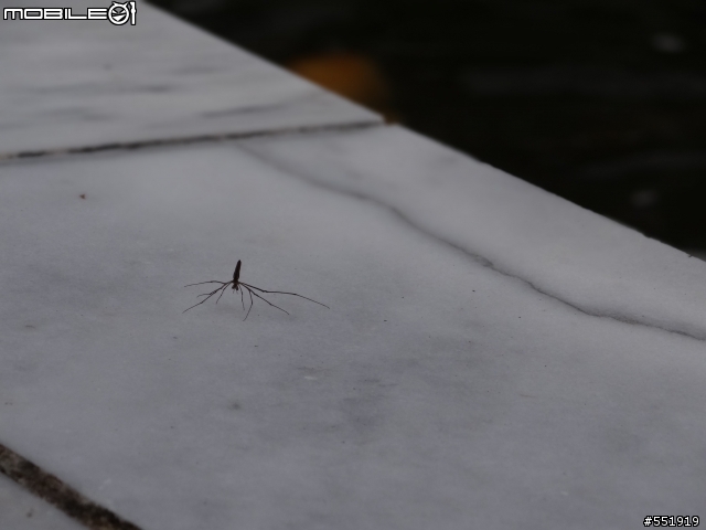 去台東知本看到的蜘蛛~