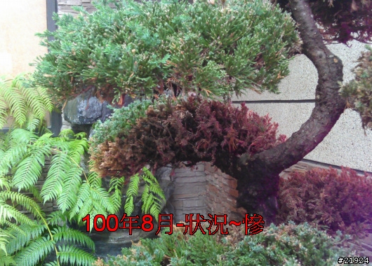 真柏 達人幫幫我的真柏 枯快一半~~~救樹