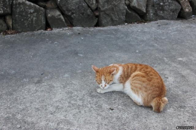 侯硐貓村分享