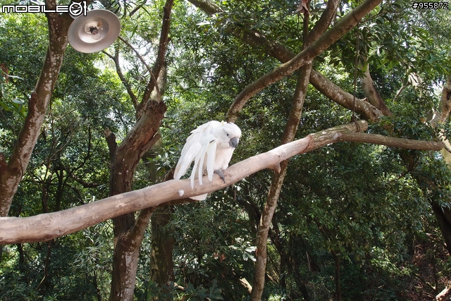 (景點) 南投  猴探井-星月天空景觀餐廳