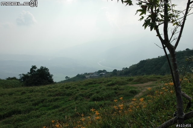 2011中秋連假所拍的六十石山金針花