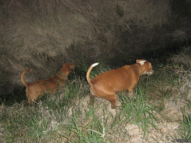 田鼠獵犬送養,靈巧親人又顧家