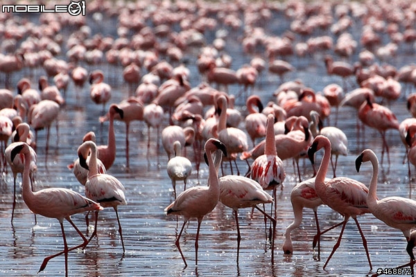 非洲獵遊 2011