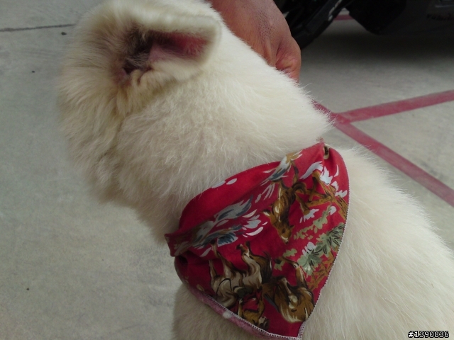 拾獲一隻白色狐狸犬