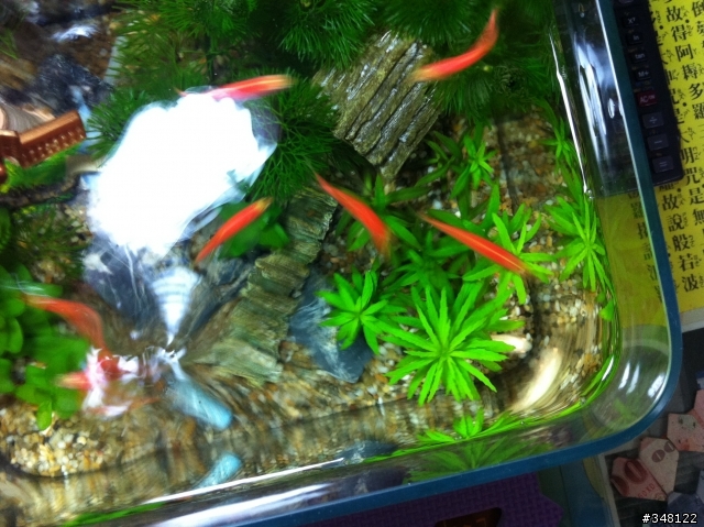 粉紅斑馬，黃金青苔鼠，綠菊，虎耳的新手懶人缸。