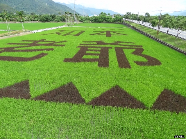 花東+合歡山之旅