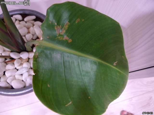 天堂鳥蕉的葉片有點枯黃
