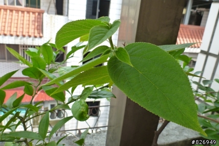 請問這棵植物名稱？