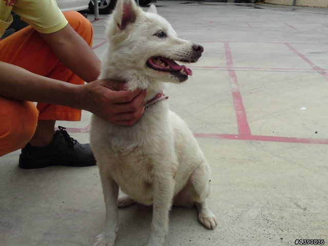 拾獲一隻白色狐狸犬