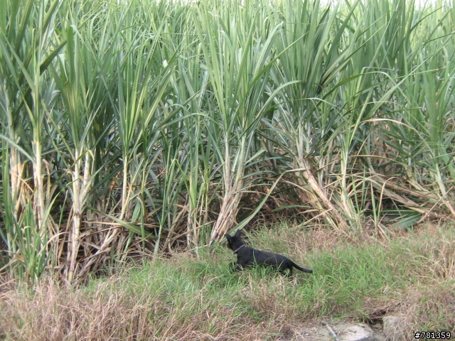 田鼠獵犬送養,靈巧親人又顧家