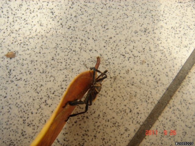 什麼甲蟲?