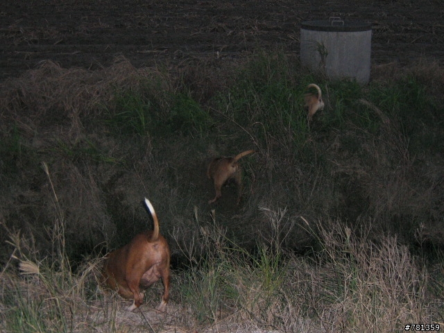 田鼠獵犬送養,靈巧親人又顧家