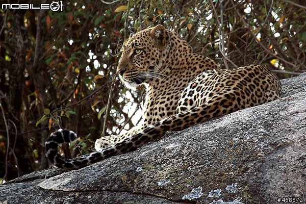 非洲獵遊 2011