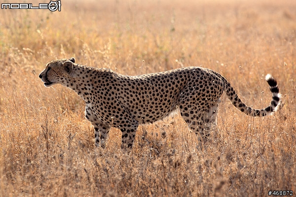 非洲獵遊 2011
