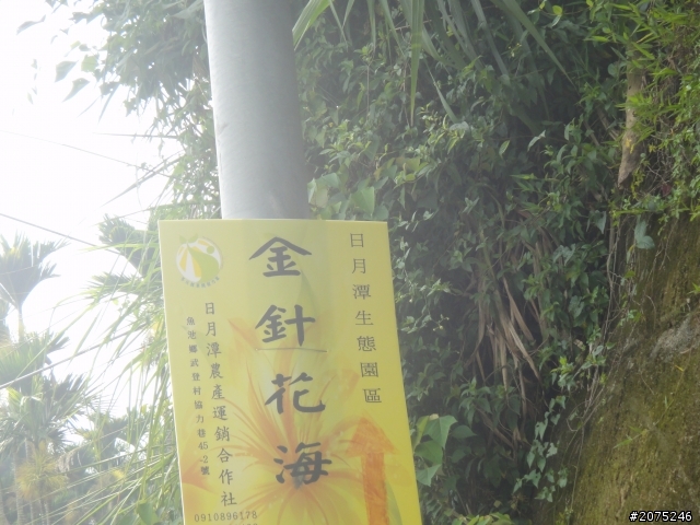 金牌妹~嚮往的金針花海~我來了^^~