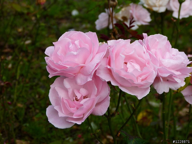 panasonic fz100 蓋大樓