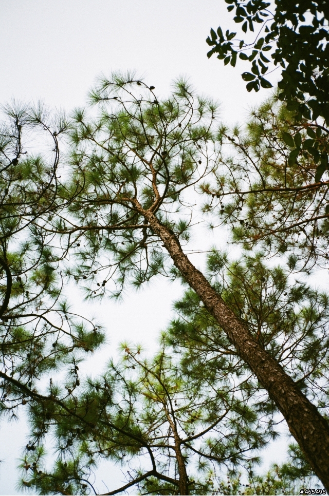 請問哪裡買的到適用Contax T3的遮光罩