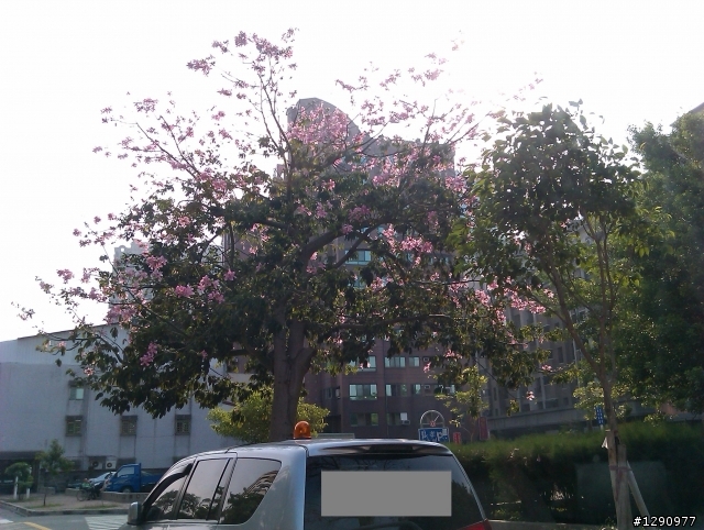 請教一下~這是什麼景觀樹?
