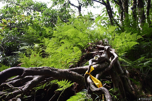 [ 小百岳 ] 苗栗加里山