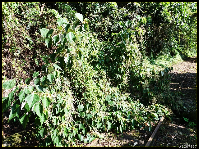 2011.09.11_再入獨立山鐵路隧道，驚見......