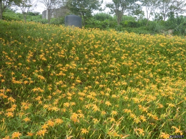 讓青春甩尾吧！七天六夜環島神奇之旅 Day 4 –在雲海中遇見花海！