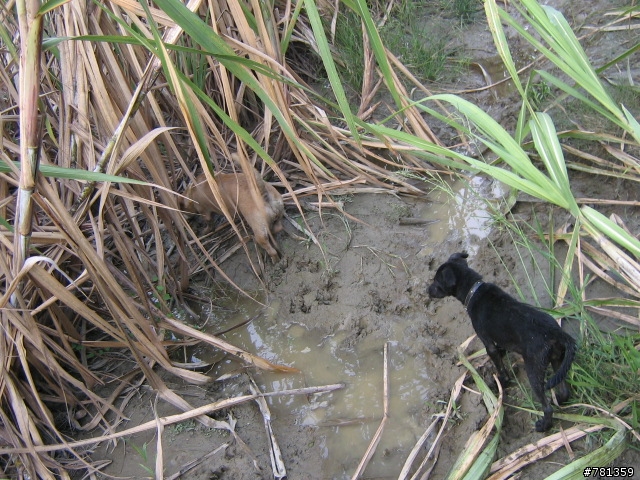 田鼠獵犬送養,靈巧親人又顧家