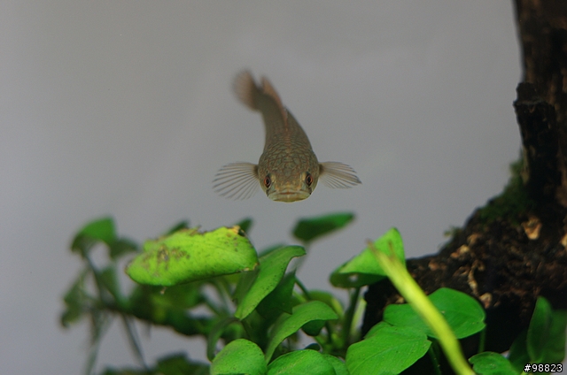 請問這隻小魚是雷魚(泰國鱧)嗎?