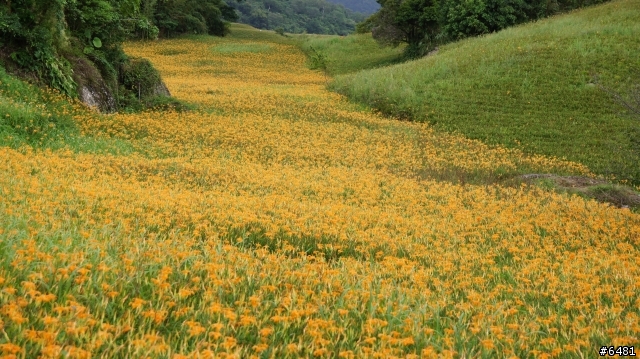 花東+合歡山之旅