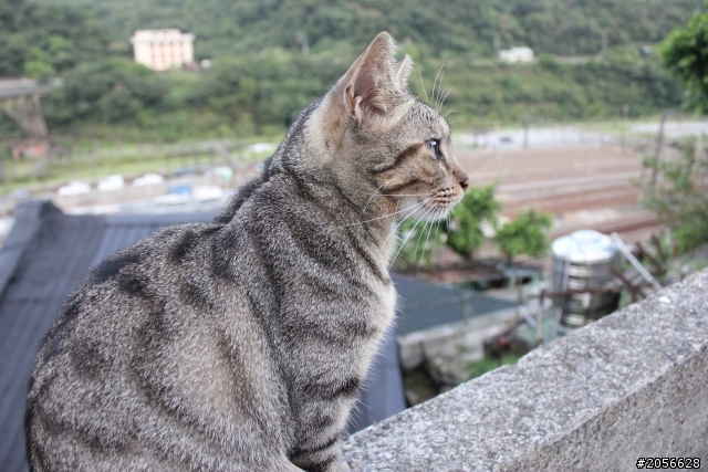 侯硐貓村分享