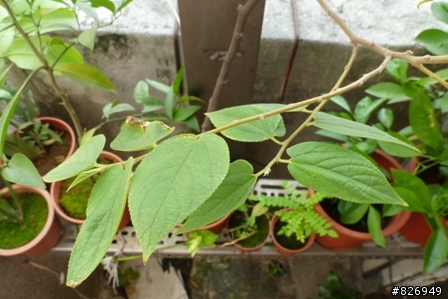 請問這棵植物名稱？
