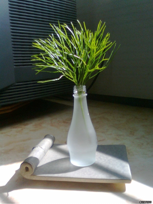 請問這是什麼植物？