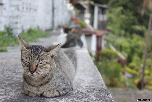 侯硐貓村分享