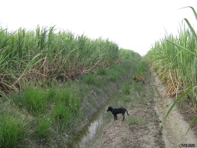 田鼠獵犬送養,靈巧親人又顧家