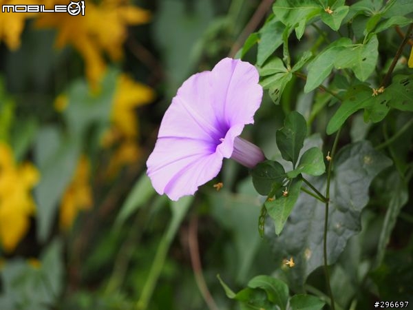 為E-PL3添塊磚 [白色機+等效20~600mm鏡頭群]
