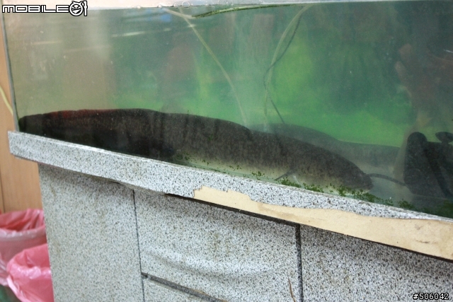 魚虎-身上有"英文字"&頭上有"人臉"