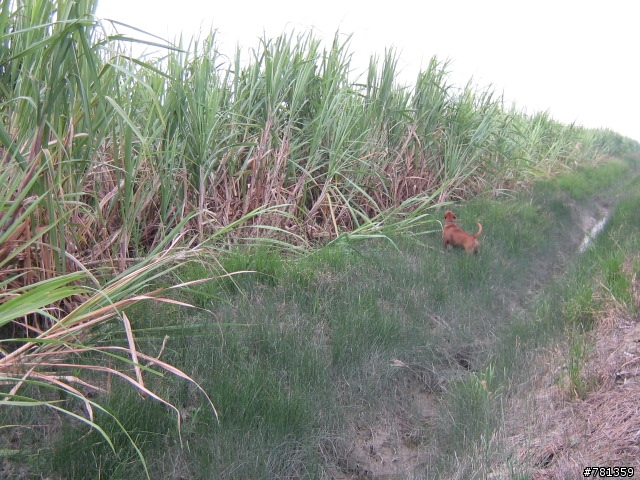 田鼠獵犬送養,靈巧親人又顧家