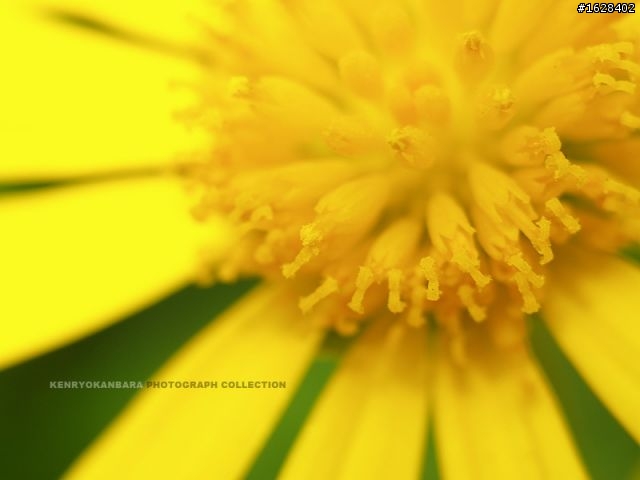 [怪異無毒分享]餅乾M42 KMZ Industar-50-2 50mm F3.5