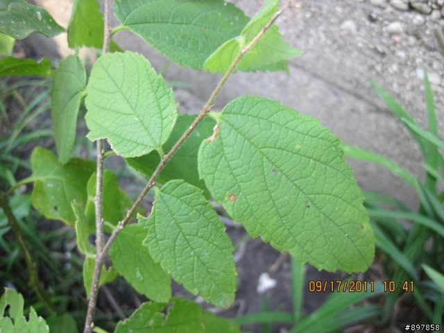 請問植物達人，哪棵是甜菊？