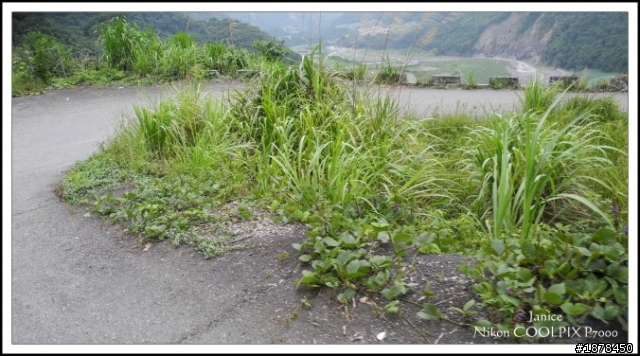 【０９０３ 力行-紅香 坎坷跑跑團】之路況好威猛