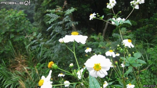20110910藍魔鬼之台中大雪山林道騎遊