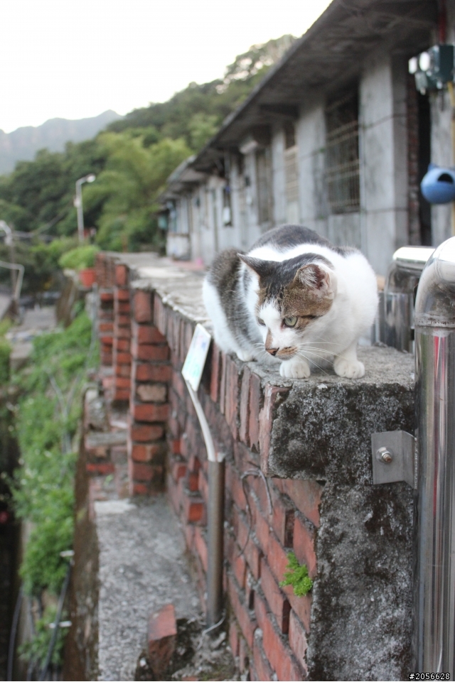 侯硐貓村分享